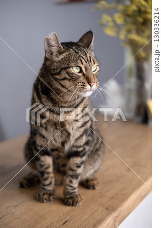 A beautiful cat with a tiger color 130336214