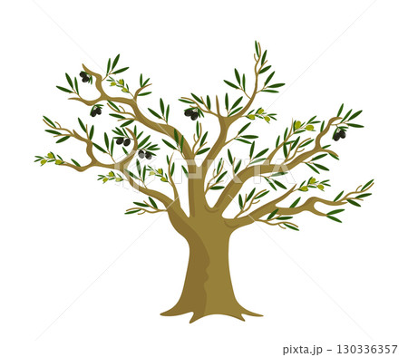 Olive tree with green leaves and ripe black and green olives. Classic Mediterranean tree with thick trunk and many branches. Food, farming, agriculture, botanical themes. Flat vector illustration 130336357