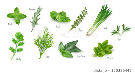 Fresh culinary herbs collection. Realistic vector illustration of mint, rosemary, basil, thyme, leek, sage, parsley, dill, bay leaves and oregano. Green aromatic plants for cooking and seasoning Fresh culinary herbs collection. Realistic vector illustration of mint, rosemary, basil, thyme, leek, sage, parsley, dill, bay leaves and oregano. Green aromatic plants for cooking and seasoning 130336448