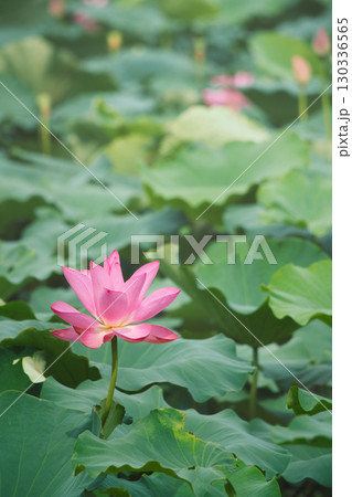 緑の葉に囲まれ、ひときわ鮮やかに咲き誇る夏のハスの花	 130336565