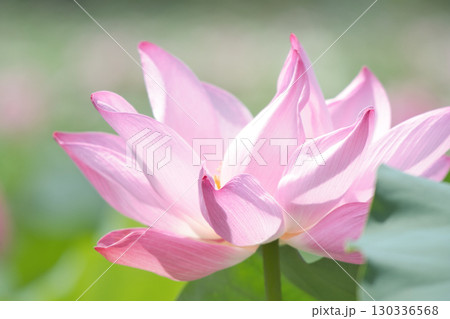淡いピンク色の花びらが美しく開く蓮の花のクローズアップ	 130336568