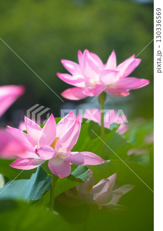 夏の陽射しを浴びて咲く、二輪のピンクのハスのコントラスト 夏の陽射しを浴びて咲く、二輪のピンクのハスのコントラスト 130336569