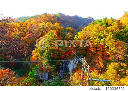 面白山紅葉川渓谷　紅葉　黄葉　藤花の滝 130336701