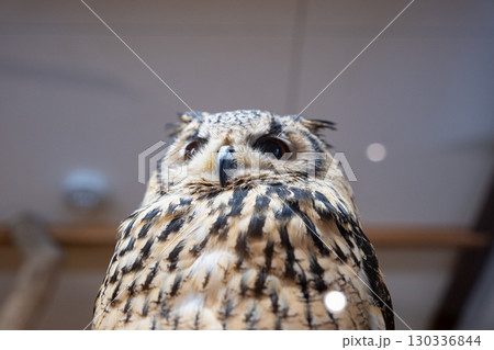 【#動物園】フクロウ 【#動物園】フクロウ 130336844