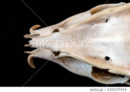 Close Up of an Animal Skull on Plain Background Horror Halloween 130337434