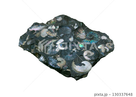 fossil concretion with ammonites shells with preserved nacre 130337648