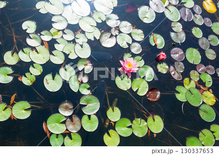 Beautiful water lily and koi carp in the pond 130337653