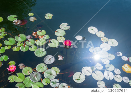 Water lily in a pond in the sunlight. Beautiful nature background. 130337654
