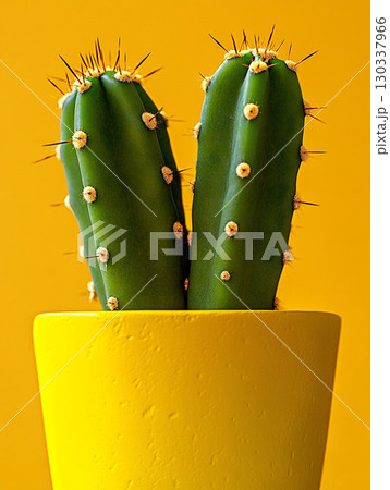 A close-up of an opuntia cactus in a pot, against a vibrant yellow background.  A close-up of an opuntia cactus in a pot, against a vibrant yellow background.  130337966
