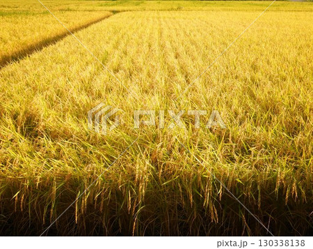 収穫前の稲 130338138