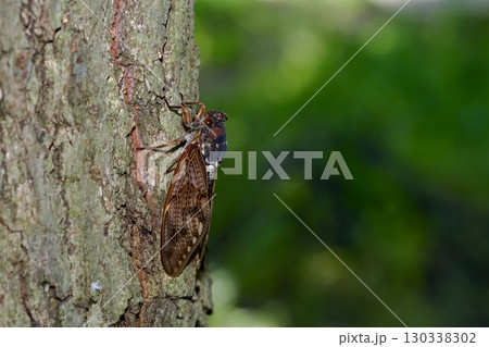 アブラゼミ 130338302