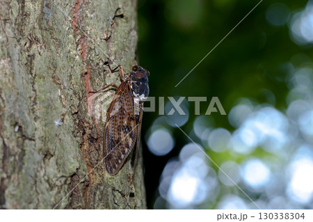 アブラゼミ 130338304