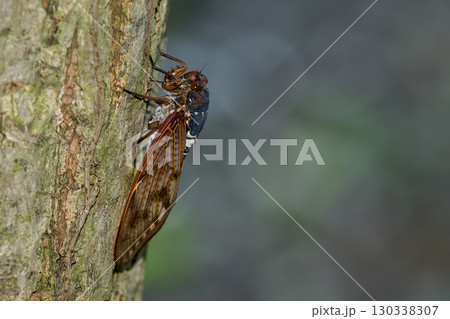 アブラゼミ アブラゼミ 130338307