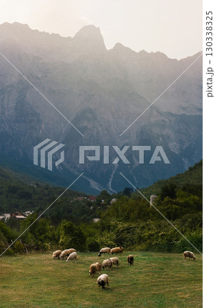 Serene Landscape with Sheep Gazing in Theth Village Serene Landscape with Sheep Gazing in Theth Village 130338325