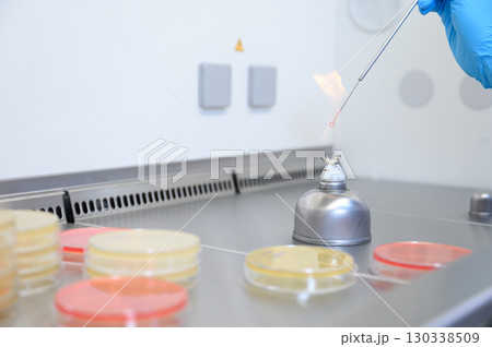 Microbiological inoculation loop being sterilized in flame of alcohol bunsen burner in biological safety cabinet. 130338509