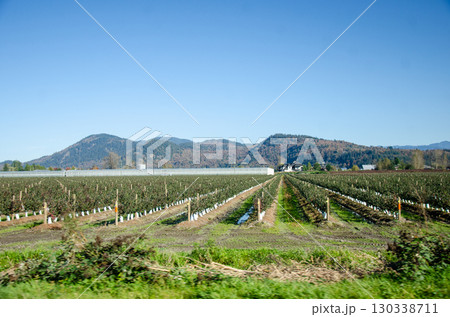 Autumn colors of the Agricultural farms in Fraser Valley, BC, Canada 130338711