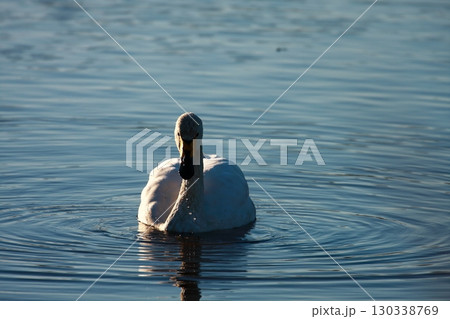 湖に浮かぶ白鳥 130338769