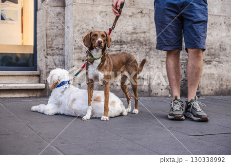 Two dogs on leashes with their owner in Rome, a brown Brittany Spaniel standing alert while a white Lagotto Romagnolo rests on the ground Two dogs on leashes with their owner in Rome, a brown Brittany Spaniel standing alert while a white Lagotto Romagnolo rests on the ground 130338992
