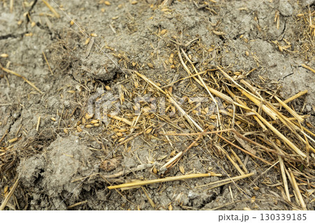 A close-up of grains and straw lying on the dry ground after harvest 130339185