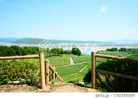 牧之原台地の茶園 130339389