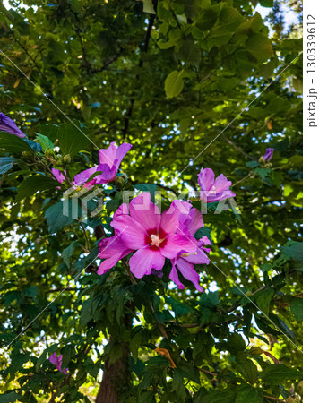 Pink flower among green foliage. Hibiscus bloom. 130339612