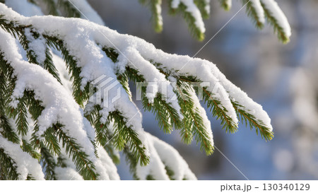 Christmas tree branches covered with fresh white snow in winter forest, close-up natural scene with frosty details. 130340129