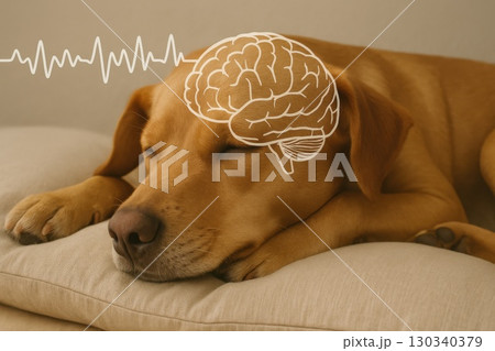 Dog Sleeping Peacefully on Pillow Animal Sleep Study Cozy Home Environment Canine Cognition Concept 130340379