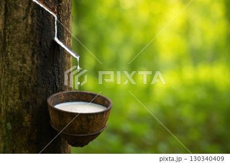 Natural Latex Harvesting from Rubber Trees in Lush Forest Environment Sustainable Practices Nature Photography 130340409