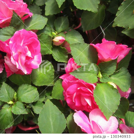 ピンクの小さなバラの花（フィエスタ） 130340933