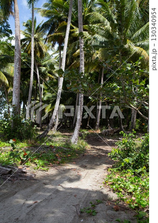 Dirt road through beach forest in northern part of Dominican Republic, Caribbean. 130340954