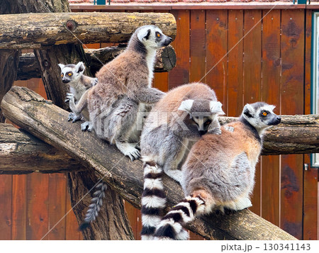 Ring-tailed lemurs sitting on wooden branch. Observation, adaptation, and survival of primates in natural and enclosed habitats. 130341143