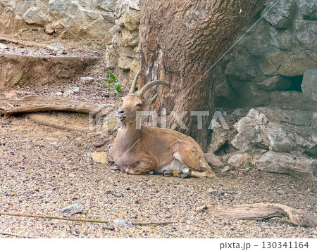 Mountain goat resting under a tree. Wildlife, adaptation, and survival in rocky habitats. Mountain goat resting under a tree. Wildlife, adaptation, and survival in rocky habitats. 130341164