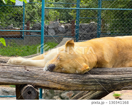 Lioness sleeping on wooden log. Big cat resting, predator behavior and wildlife observation. 130341168