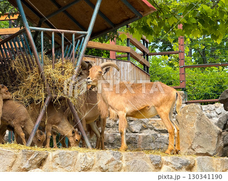 Barbary sheep standing at hay feeder. Mountain ungulate, horned mammal and wildlife species conservation. Barbary sheep standing at hay feeder. Mountain ungulate, horned mammal and wildlife species conservation. 130341190
