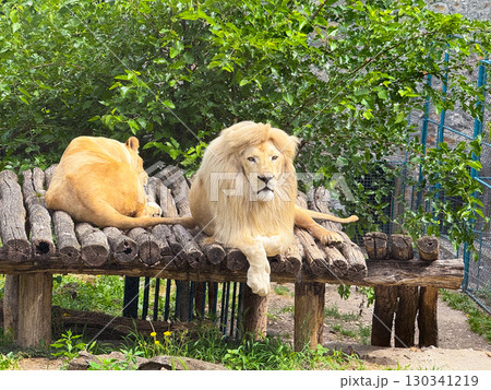 Lion and lioness lying together in enclosure. Big cat resting, pair bond and social wildlife behavior. 130341219