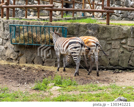 Two zebras feeding at hay rack. Striped African mammals, wildlife species and natural grazing behavior. Two zebras feeding at hay rack. Striped African mammals, wildlife species and natural grazing behavior. 130341221