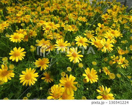 黄色いデイジーの花のアップ 黄色いデイジーの花のアップ 130341224