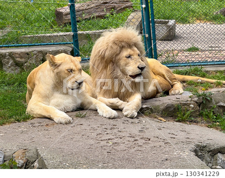 Lion and lioness lying together in enclosure. Big cat resting, pair bond and social wildlife behavior. Lion and lioness lying together in enclosure. Big cat resting, pair bond and social wildlife behavior. 130341229