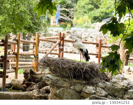 White stork standing near nest. Ornithology, breeding behavior, and symbolic bird species. 130341252