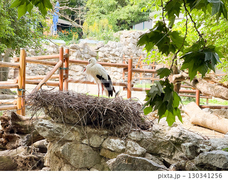 White stork standing near nest. Ornithology, breeding behavior, and symbolic bird species. 130341256