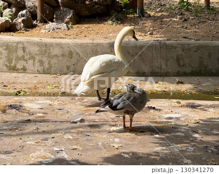 Mute swan and bar-headed goose on concrete ground. Waterfowl, coexistence, and avian diversity in zoological park. 130341270