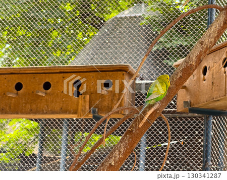 Budgerigars perched near wooden nesting box inside aviary. Colorful wildlife, communication, and adaptation of small parrots in controlled habitat. Budgerigars perched near wooden nesting box inside aviary. Colorful wildlife, communication, and adaptation of small parrots in controlled habitat. 130341287