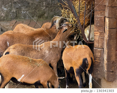 Group of goats with large horns eating hay from feeder. Domestication, agriculture, and collective animal survival in rural environments. Group of goats with large horns eating hay from feeder. Domestication, agriculture, and collective animal survival in rural environments. 130341303