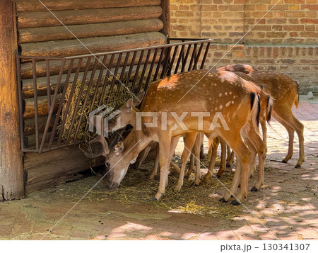 Young deer feeding on hay together near wooden wall. Adaptation, reproduction, and collective survival behavior of herbivores in managed environments. Young deer feeding on hay together near wooden wall. Adaptation, reproduction, and collective survival behavior of herbivores in managed environments. 130341307