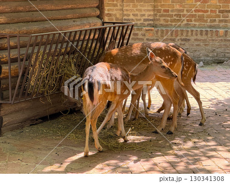 Young deer feeding on hay together near wooden wall. Adaptation, reproduction, and collective survival behavior of herbivores in managed environments. 130341308