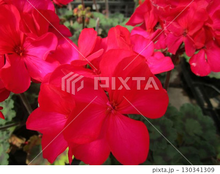 ピンクのゼラニウムの花のアップ 130341309