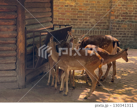 Deer herd gathered near feeder and brick wall. Wildlife conservation, feeding behavior, and coexistence of animals in semi-natural enclosed habitats. Deer herd gathered near feeder and brick wall. Wildlife conservation, feeding behavior, and coexistence of animals in semi-natural enclosed habitats. 130341311