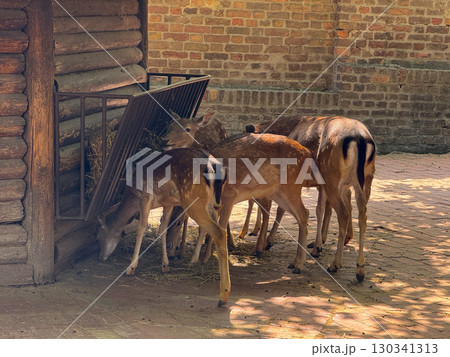 Deer herd gathered near feeder and brick wall. Wildlife conservation, feeding behavior, and coexistence of animals in semi-natural enclosed habitats. Deer herd gathered near feeder and brick wall. Wildlife conservation, feeding behavior, and coexistence of animals in semi-natural enclosed habitats. 130341313