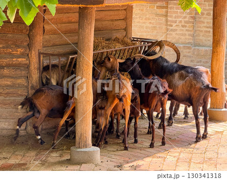 Goats feeding together near rustic barn feeder. Domestication, agriculture, and survival behavior of livestock in human-managed farming systems. 130341318
