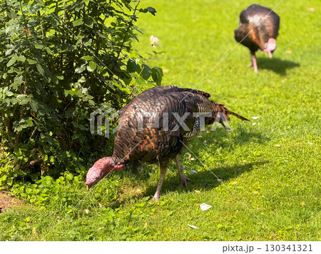 Turkey feeding near bush with another bird behind. Agriculture, domestication, and survival behaviors of poultry in natural outdoor environments. Turkey feeding near bush with another bird behind. Agriculture, domestication, and survival behaviors of poultry in natural outdoor environments. 130341321